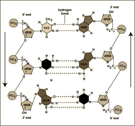 Hydrogen bonding in living cells