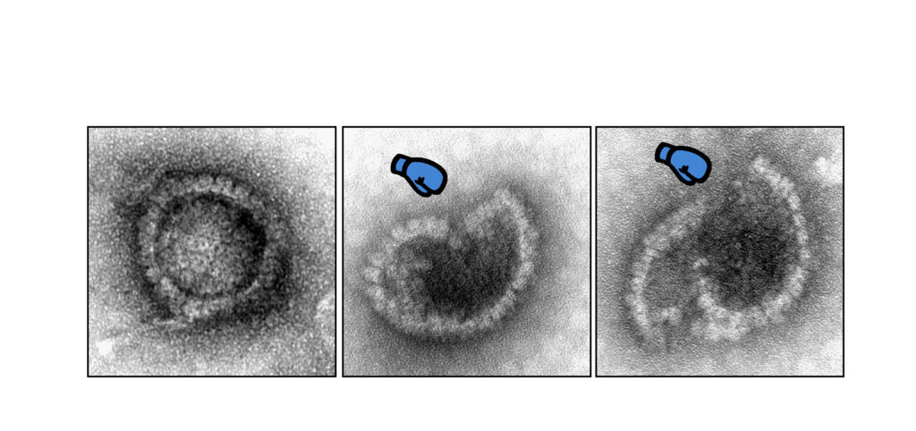 Image showing herpes virus is attacked by the protein MxB. 