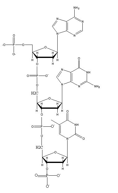 Image showing the structure of deoxyribonucleotides