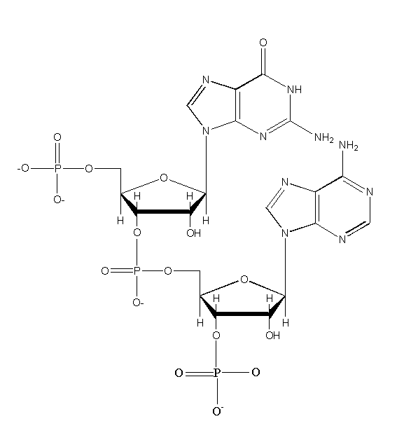 Image showing the structure of RNA