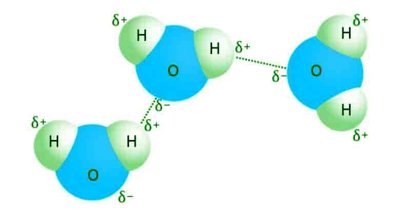 Hydrogen bonding in water molecule