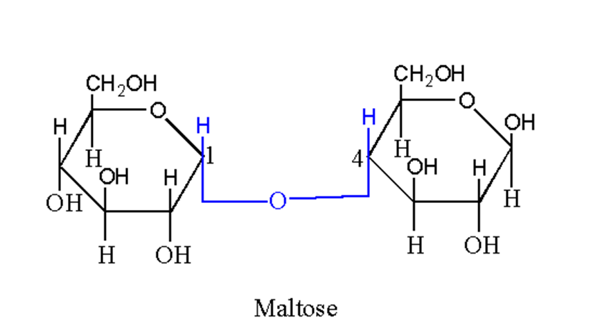 image showing structure of maltose a disaccharide