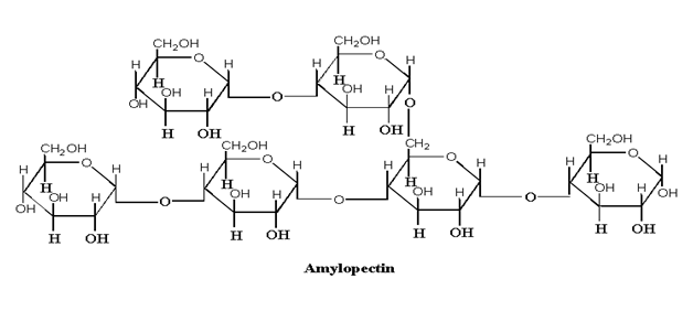 Image showing the structure of amylopectin