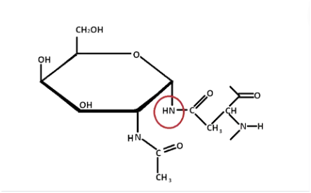 Image showing N-linked glycosylation