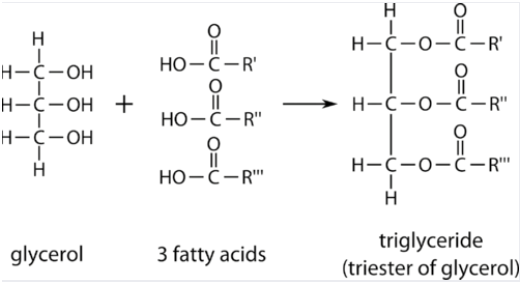 Image showing the structure of triglycerides