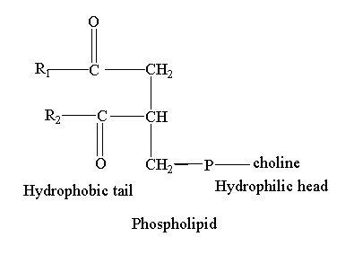 Image showing the structure of phospholipids