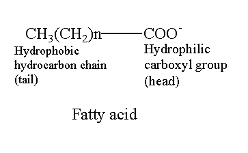 Image showing the structure of fatty acids