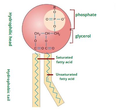 Image showing the structure of phospholipid