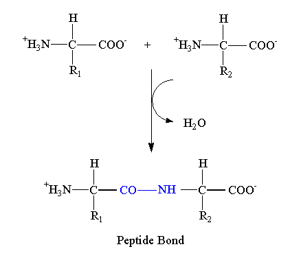 Image showing the formation of peptide bond