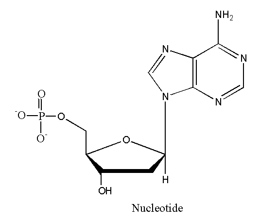 Image showing the structure of nucleic acid