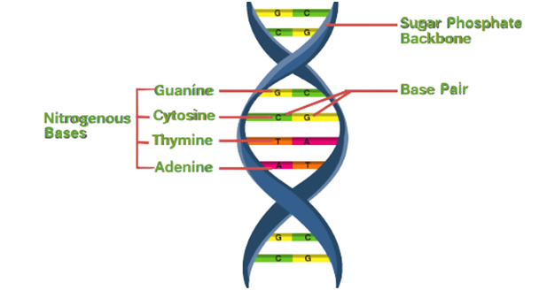 Image showing the structure of DNA