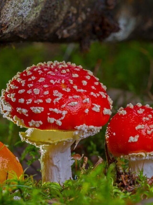 New study shows How fungi make potent toxins that can contaminate food