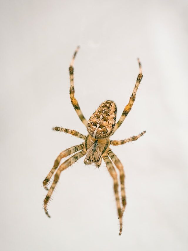 Sociability genes found in some spiders