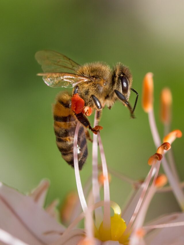 Honey bee life spans have shortened by 50% over the past 50 years