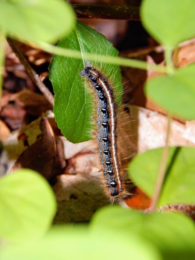 The gene that protects today’s plants from caterpillar attack is from 28 million years ago