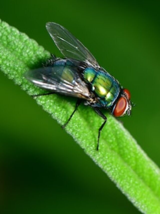 Flies smell the motion of odors and use it to navigate study finds