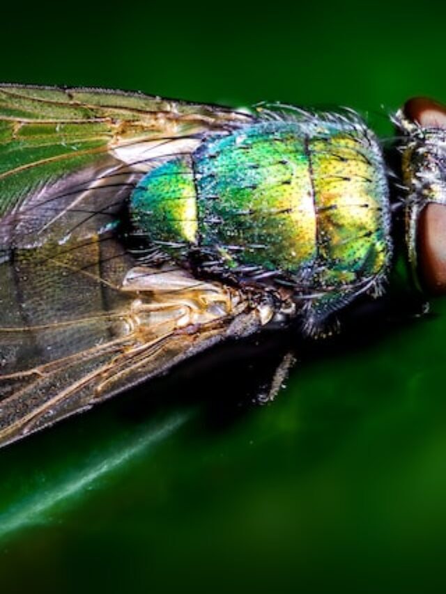 Flies use corrective movements to maintain balance after an injury