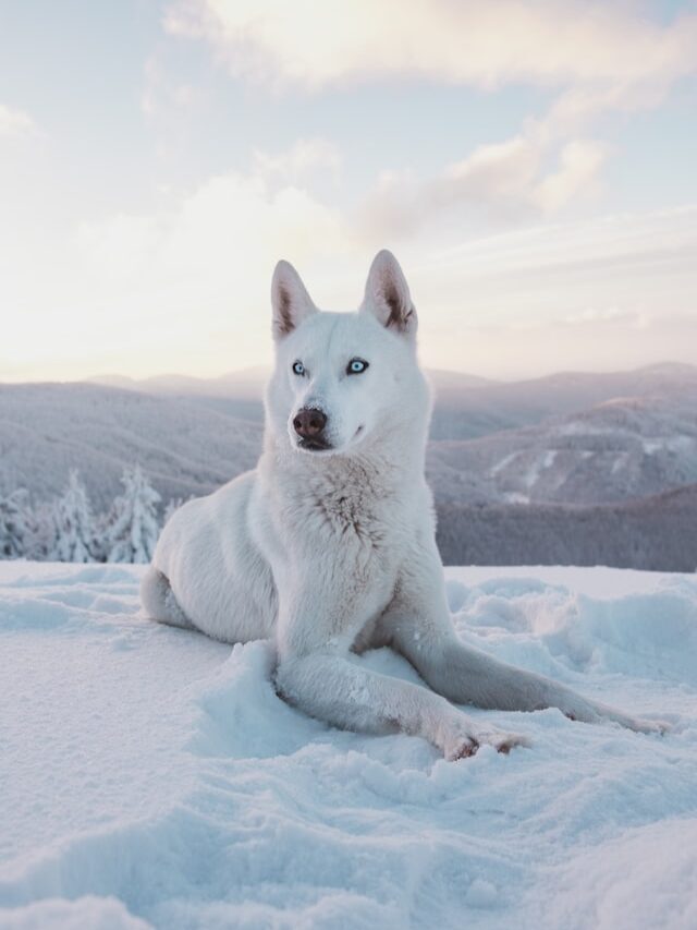 Wolves may be more likely to become pack leaders if they are infected by common parasites