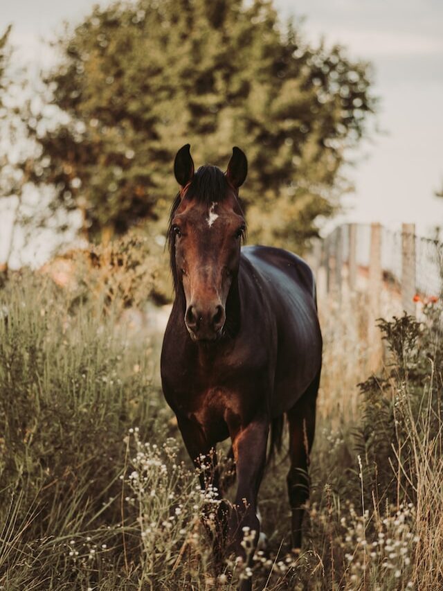 Why steamed hay can lead to protein deficiency in horses