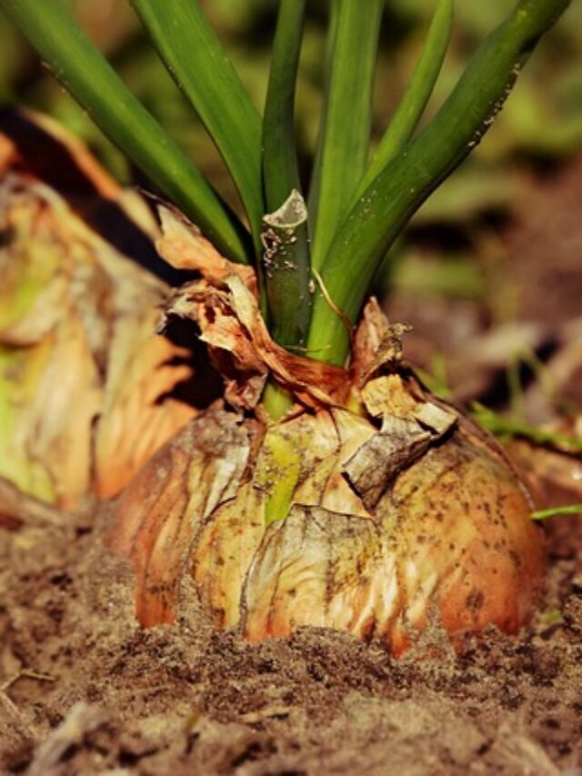 Research reveals plant roots change shape and branch out for water