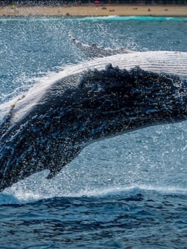 Skull and partial skeleton found in Morocco helps link ancient whale species