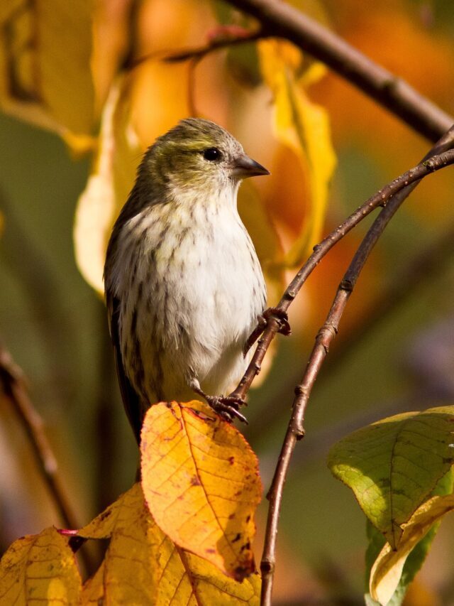 Why are there so many species? Chaos is an important factor in biodiversity