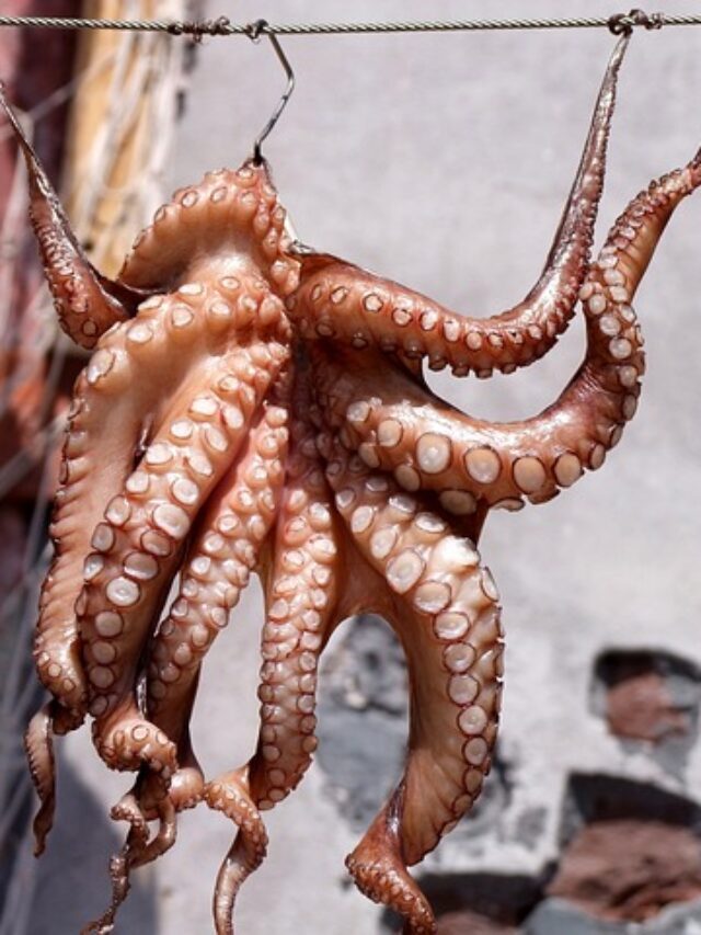 What octopus and human brains have in common