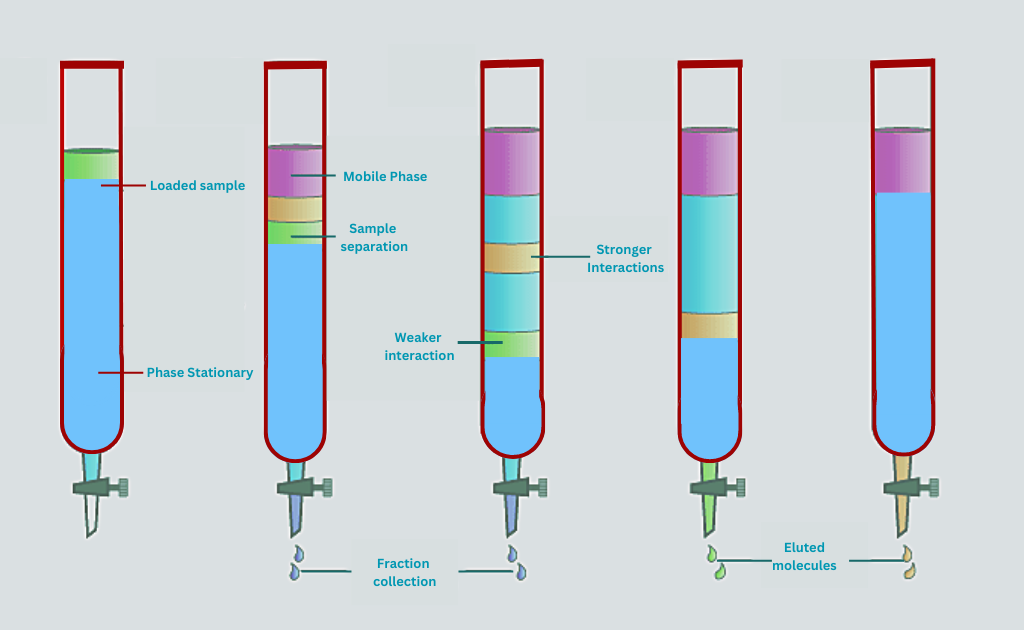 column chromatography diagram