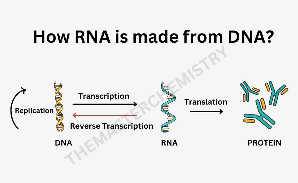 How RNA is made from DNA IMAGE