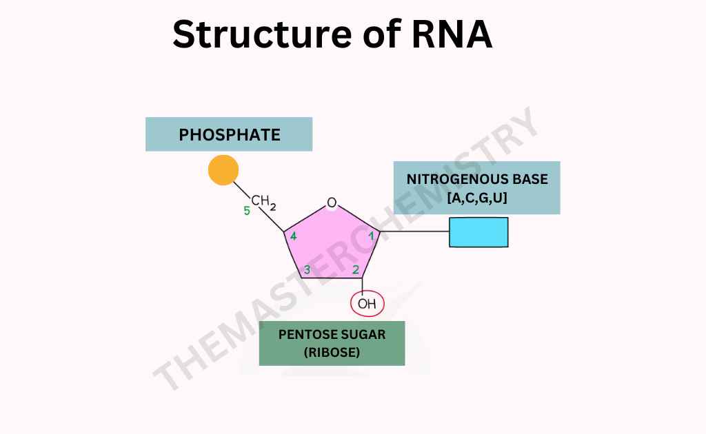 Structure of RNA IMAGE